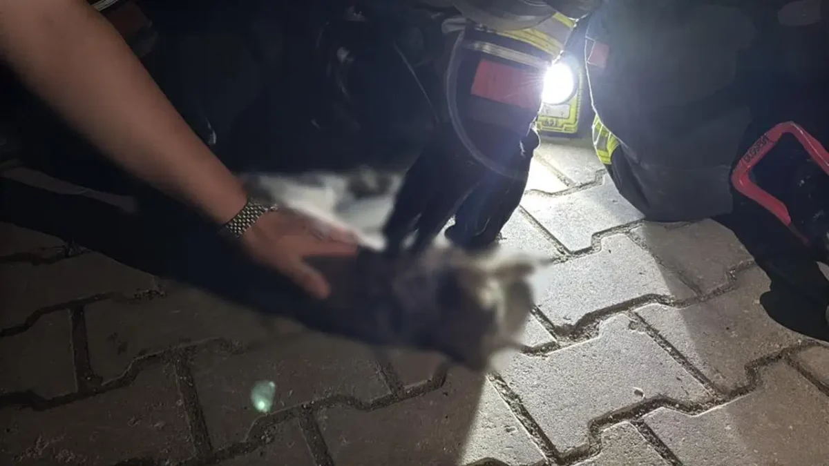 Apartman dairesinde korkutan yangın: Evin kedisi yaşamını yitirdi