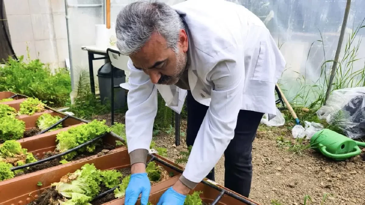 Karadeniz kıyılarından toplanan yosunlar Sinop’ta gübreye dönüştü: İlk hasat yapıldı