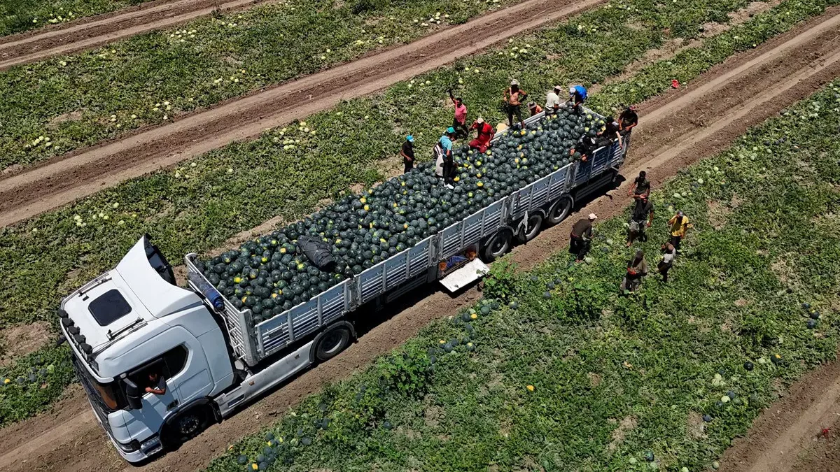 Kumda yetişiyor, Jandarma tarafından korunuyor! 650 bin ton rekolte bekleniyor…