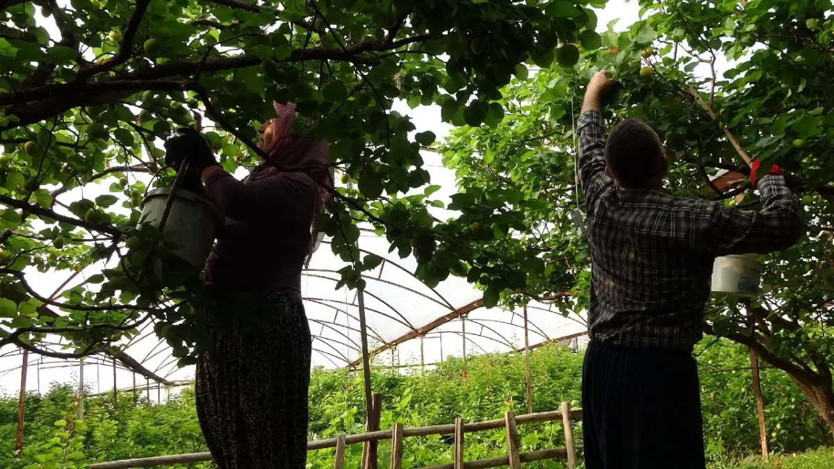 Aydın’da ‘Magador’ hasadı başladı: Ağaç başına 50 kilo meyve verdi…