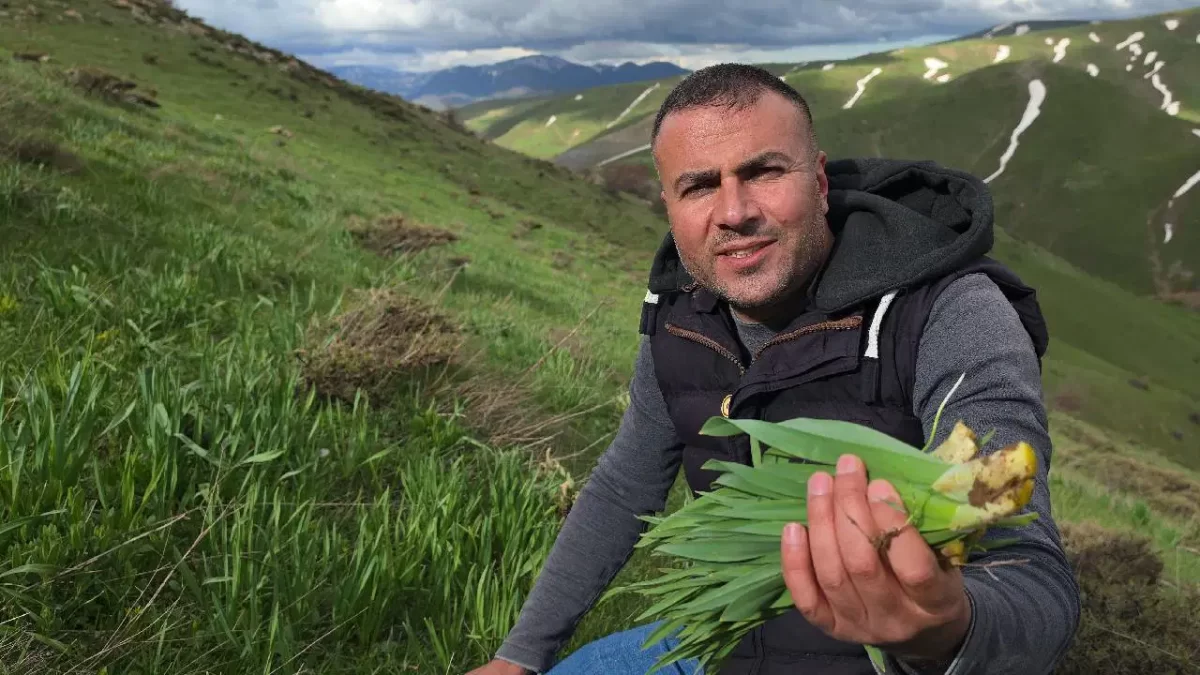 Bitlis dağlarında gecikmeli hasat: Sarp yamaçlarda toplanıyor, faydası saymakla bitmiyor…
