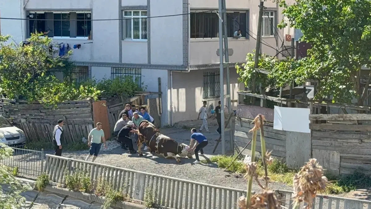 Bu bayram da aynı manzara: Esenyurt’ta kaçak kurban kesenlere ceza yağdı