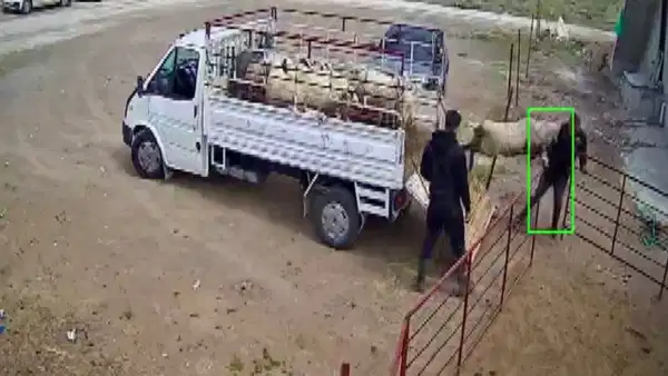 Koçun saldırısına uğrayan besici kamyonetten düştü