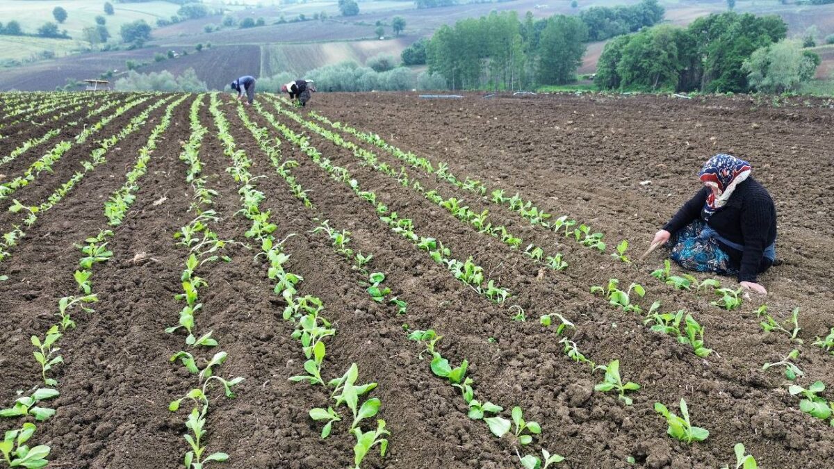 Susuz arazinin altın yaprağı: 130 hanenin tek geçim kaynağı tarlaya indi