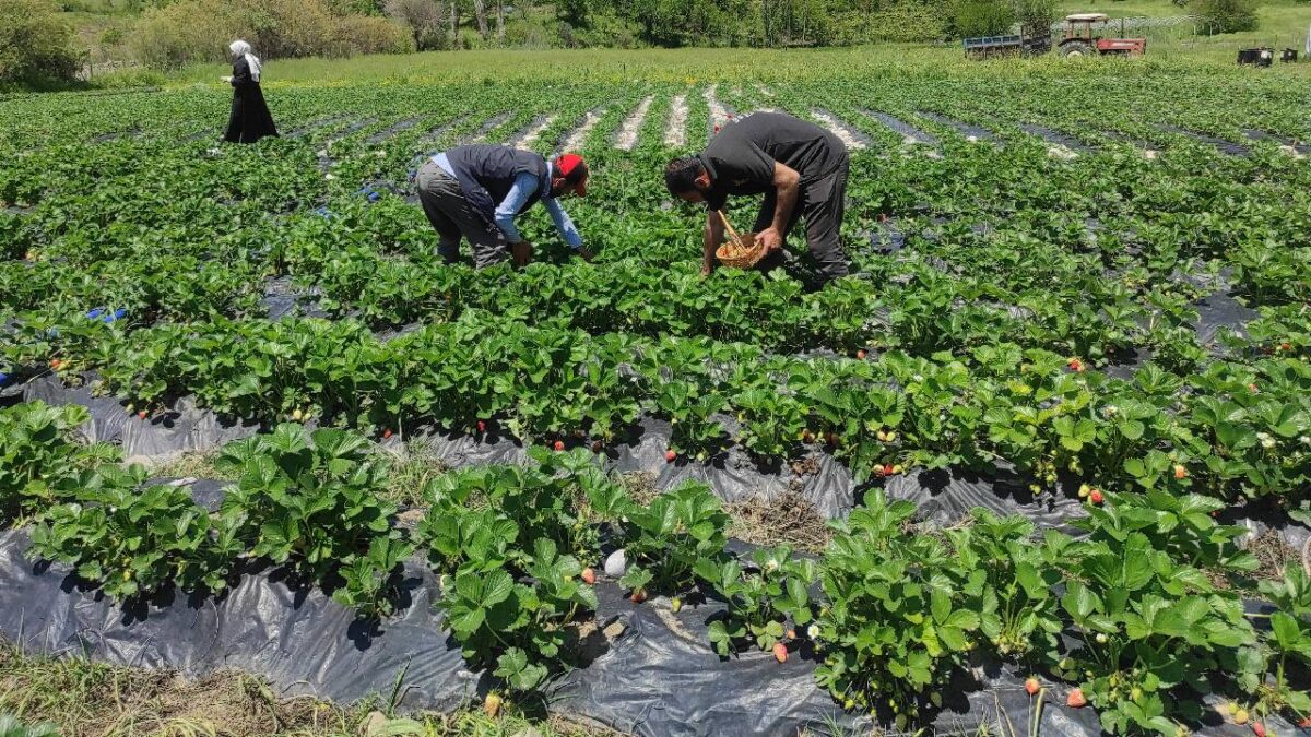 Kestel’de hasat başladı: Tarlada 125 Lira olması bekleniyor…