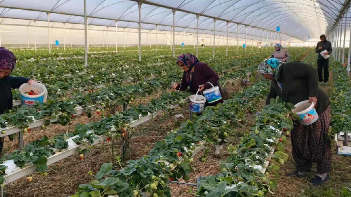 21 yaşındaki çiftçiden ezber bozan hasat: Genç çiftçi yapay zeka ile üretimi 4 mevsime çıkardı