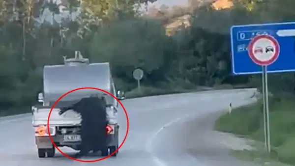 ‘Bu kadar da olmaz!’ dedirten görüntüler: Kurbanlık canlı hayvanı araçtan sarkıtıp kilometrelerce sürükledi