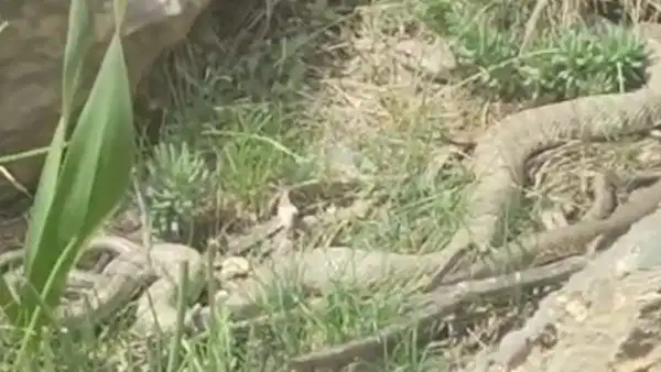 Hakkari’de doğaseverlerin karşısına çıktı: Boyu 2 metreyi aşan dev engerek yılanı heyecan yarattı!