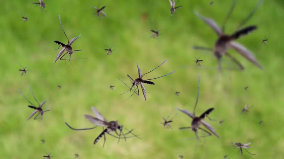 ABD’de tartışmalı proje: Milyonlarca sivrisinek doğaya bırakılacak