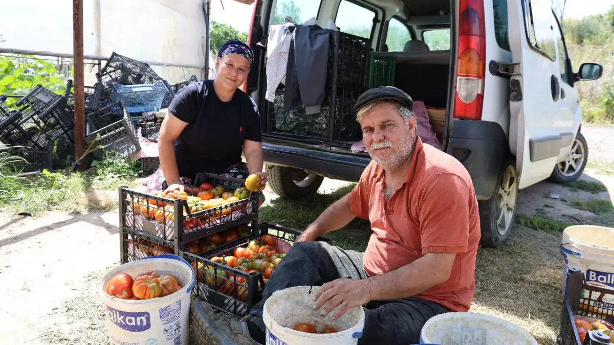 Şekli bozuk diye yüzüne bakılmıyordu! Geçen yılın zararını ‘dangalak’ ile çıkardılar: Pazarda kilosu 100 TL…