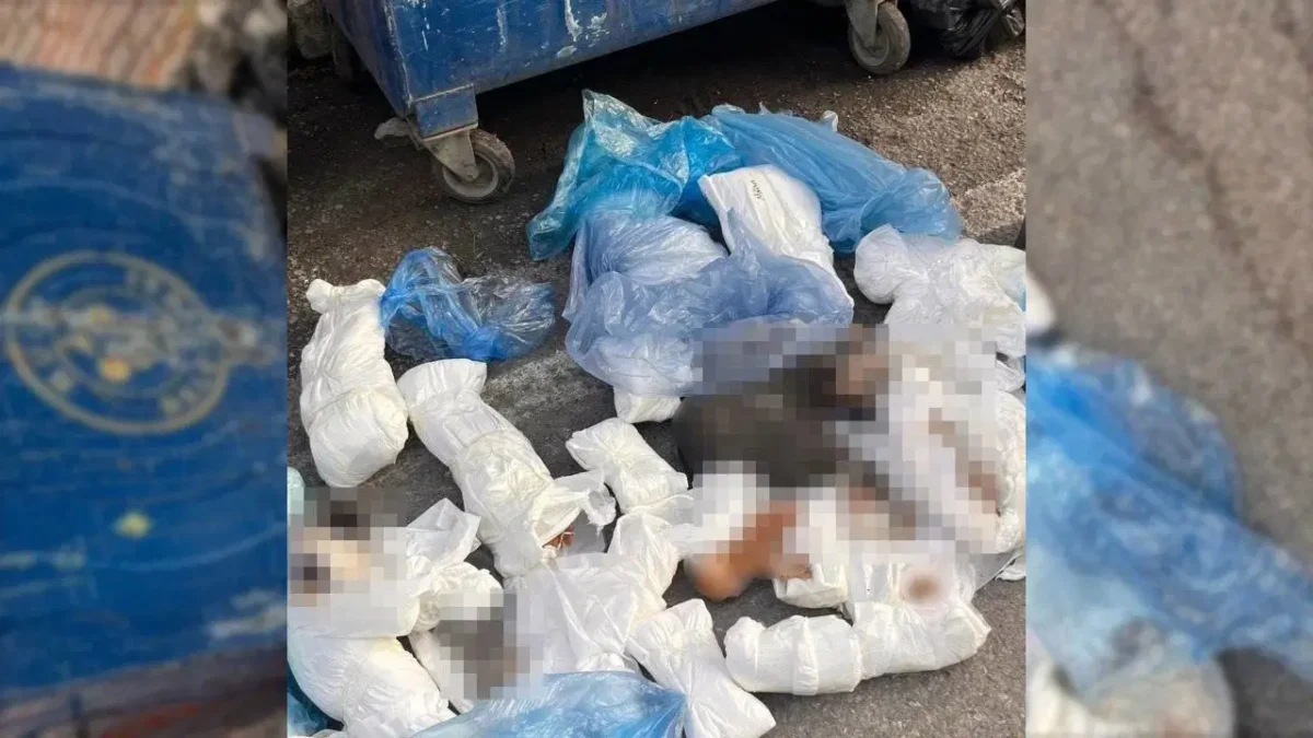 İzmir’de 33 kedi ölü bulunmuştu: Veteriner hekim hakkında tutuklama kararı