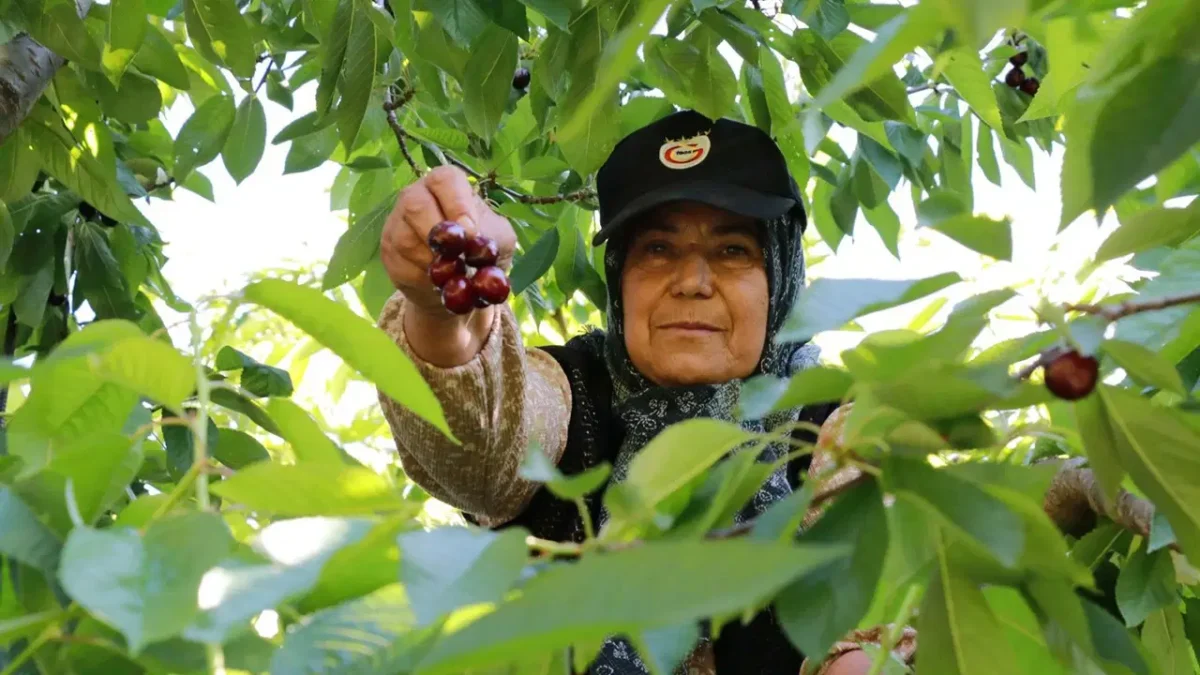 İznik’te mevsimin ilk ‘karabodur’unda hasat başladı! Kilosu 130 TL…