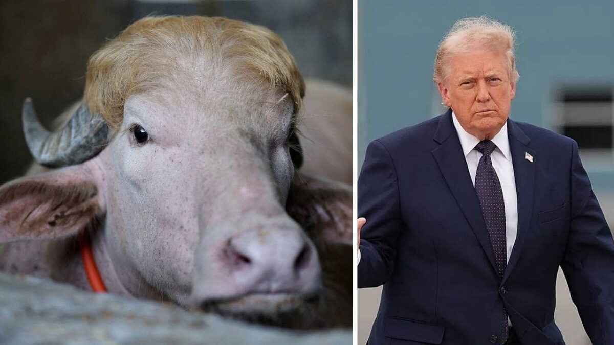 Sarı kakülü hayatını kurtardı: ‘Donald Trump’ lakaplı manda kesilmekten son anda kurtuldu