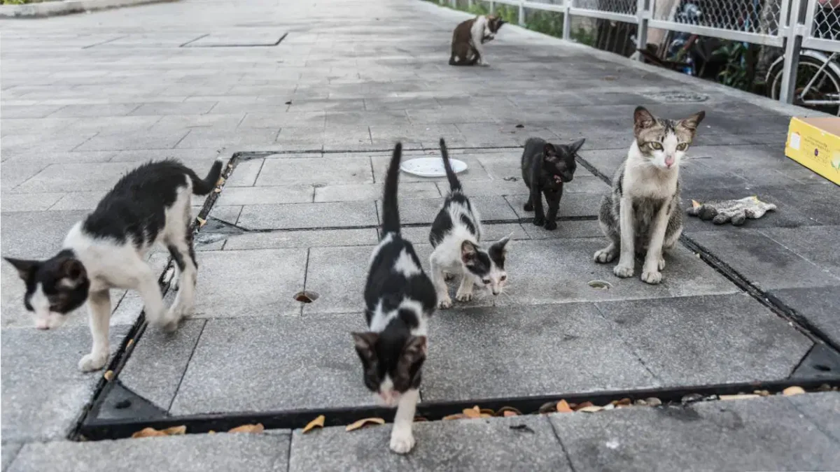İzmir’deki ’33 ölü kedi’ vahşetinde yeni gelişme