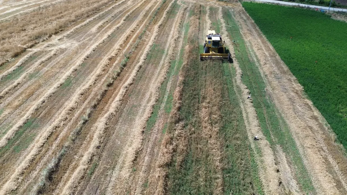 Bafra Ovası’nda 200 bin dekar alanda hasat başlıyor: Dönüm başına 700 kilo verim…
