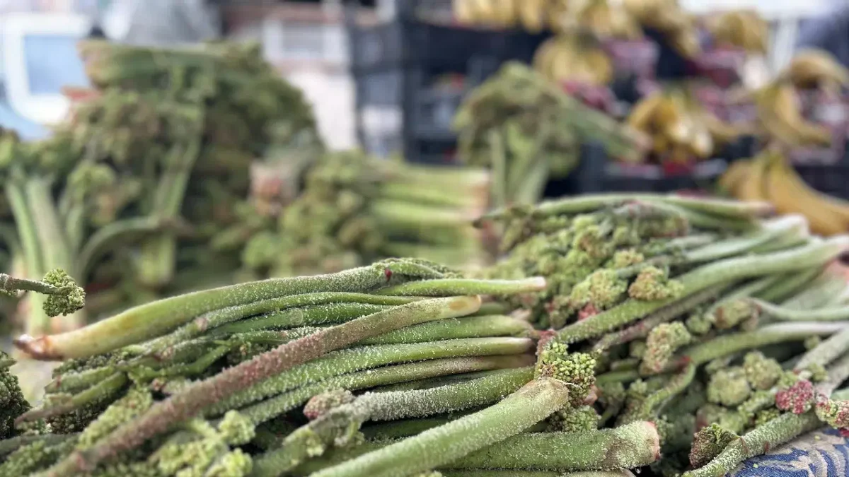 Ne ekiliyor ne biçiliyor, dağda kendi yetişiyor: C vitamini deposu…